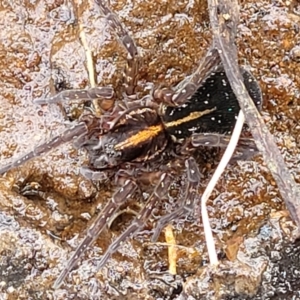 Dolomedes sp. (genus) at Krawarree, NSW - 20 Aug 2022 12:03 PM