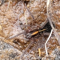 Dolomedes sp. (genus) at Krawarree, NSW - 20 Aug 2022