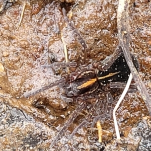 Dolomedes sp. (genus) at Krawarree, NSW - 20 Aug 2022 12:03 PM