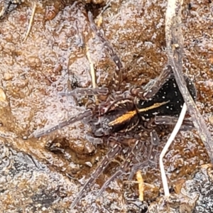 Dolomedes sp. (genus) at Krawarree, NSW - 20 Aug 2022