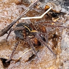 Dolomedes sp. (genus) at Krawarree, NSW - 20 Aug 2022 12:03 PM