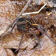 Dolomedes sp. (genus) at Krawarree, NSW - 20 Aug 2022 12:03 PM