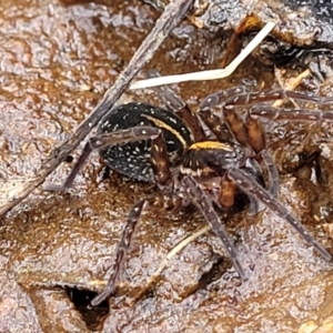 Dolomedes sp. (genus) at Krawarree, NSW - 20 Aug 2022