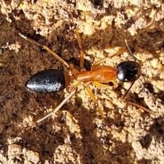 Camponotus consobrinus (Banded sugar ant) at QPRC LGA - 20 Aug 2022 by trevorpreston