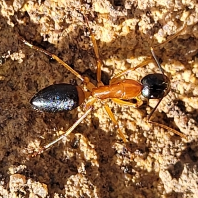 Camponotus consobrinus (Banded sugar ant) at Deua National Park (CNM area) - 20 Aug 2022 by trevorpreston