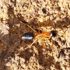 Camponotus consobrinus at Berlang, NSW - 20 Aug 2022