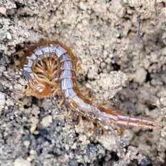 Scolopendromorpha (order) (A centipede) at Berlang, NSW - 20 Aug 2022 by trevorpreston