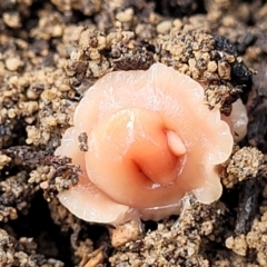 Australoplana alba (A flatworm) at QPRC LGA - 20 Aug 2022 by trevorpreston