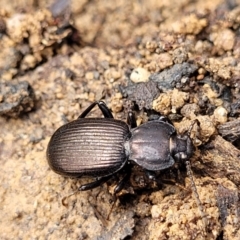 Cardiothorax monarensis (Darkling beetle) at QPRC LGA - 20 Aug 2022 by trevorpreston