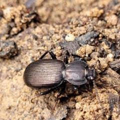 Cardiothorax monarensis (Darkling beetle) at Berlang, NSW - 20 Aug 2022 by trevorpreston