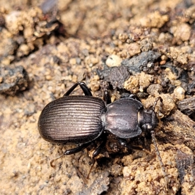 Cardiothorax monarensis (Darkling beetle) at Berlang, NSW - 20 Aug 2022 by trevorpreston