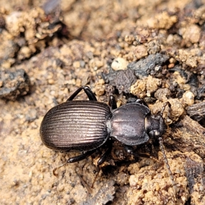 Cardiothorax monarensis (Darkling beetle) at Deua National Park (CNM area) - 20 Aug 2022 by trevorpreston