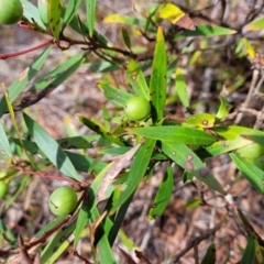 Persoonia silvatica (Forest Geebung) at Deua National Park (CNM area) - 20 Aug 2022 by trevorpreston