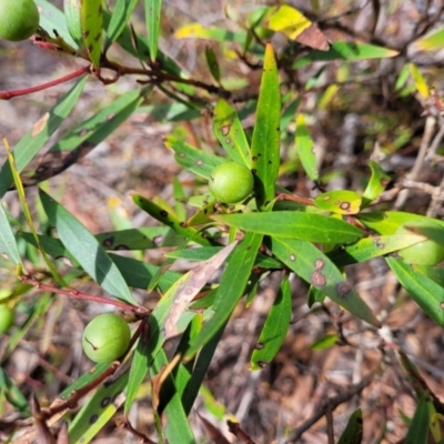 Persoonia silvatica (Forest Geebung) at Deua National Park (CNM area) - 20 Aug 2022 by trevorpreston