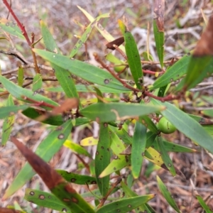 Persoonia silvatica at Berlang, NSW - 20 Aug 2022