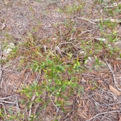 Persoonia silvatica at Berlang, NSW - 20 Aug 2022