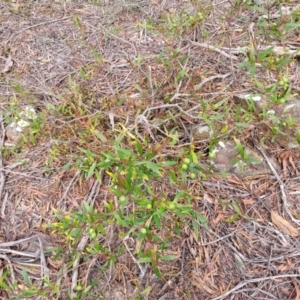 Persoonia silvatica at Berlang, NSW - 20 Aug 2022