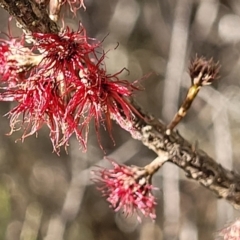 Allocasuarina nana (Dwarf She-oak) at Deua National Park (CNM area) - 20 Aug 2022 by trevorpreston