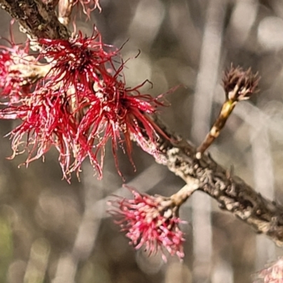 Allocasuarina nana (Dwarf She-oak) at QPRC LGA - 20 Aug 2022 by trevorpreston