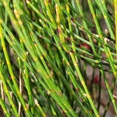 Allocasuarina nana at Berlang, NSW - 20 Aug 2022