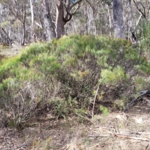 Allocasuarina nana at Berlang, NSW - 20 Aug 2022