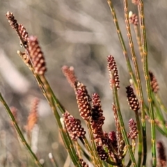 Allocasuarina nana (Dwarf She-oak) at QPRC LGA - 20 Aug 2022 by trevorpreston