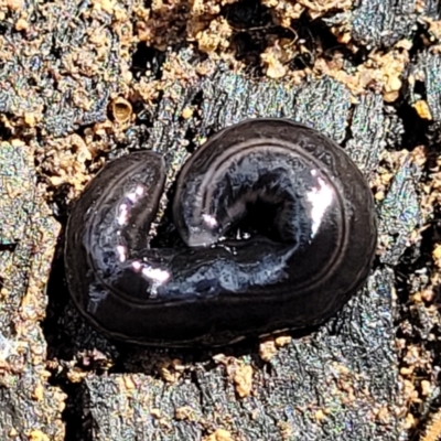 Parakontikia ventrolineata (Stripe-bellied flatworm) at Deua National Park (CNM area) - 20 Aug 2022 by trevorpreston