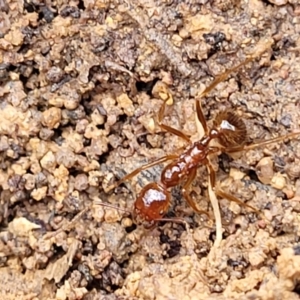 Aphaenogaster longiceps at Berlang, NSW - 20 Aug 2022