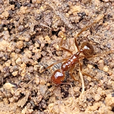 Aphaenogaster longiceps (Funnel ant) at QPRC LGA - 20 Aug 2022 by trevorpreston