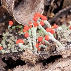 Cladonia sp. (genus) (Cup Lichen) at Deua National Park (CNM area) - 20 Aug 2022 by trevorpreston