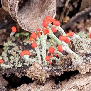 Cladonia sp. (genus) at Berlang, NSW - 20 Aug 2022