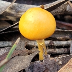 Bolbitius titubans (Yellow Fieldcap Mushroom) at QPRC LGA - 20 Aug 2022 by trevorpreston