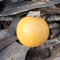 Bolbitius titubans at QPRC LGA - 20 Aug 2022 11:43 AM