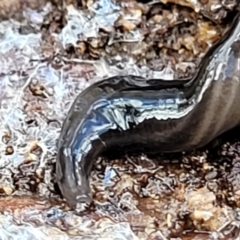 Parakontikia atrata (The Black planarian) at Berlang, NSW - 20 Aug 2022 by trevorpreston