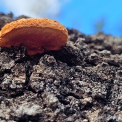 Trametes coccinea at Berlang, NSW - 20 Aug 2022