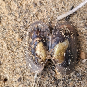 Hyriidae sp. (family) at Krawarree, NSW - 20 Aug 2022