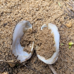 Hyriidae sp. (family) at Krawarree, NSW - 20 Aug 2022 11:23 AM