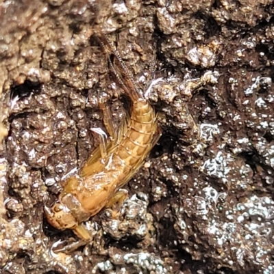 Ephemeroptera (order) (Unidentified Mayfly) at Berlang, NSW - 20 Aug 2022 by trevorpreston
