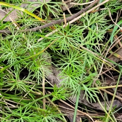 Ranunculus inundatus (River Buttercup) at Deua National Park (CNM area) - 20 Aug 2022 by trevorpreston