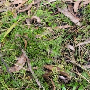 Ranunculus inundatus at Krawarree, NSW - 20 Aug 2022 11:16 AM