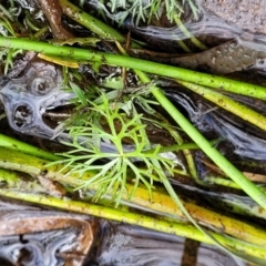Ranunculus inundatus at Krawarree, NSW - 20 Aug 2022