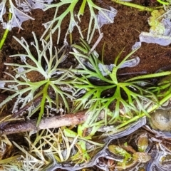 Ranunculus inundatus at Krawarree, NSW - 20 Aug 2022