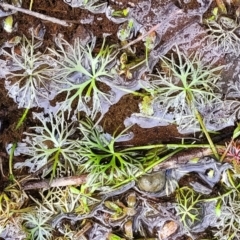 Ranunculus inundatus at Krawarree, NSW - 20 Aug 2022