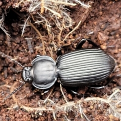 Cardiothorax monarensis (Darkling beetle) at Krawarree, NSW - 20 Aug 2022 by trevorpreston