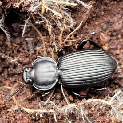 Cardiothorax monarensis (Darkling beetle) at Krawarree, NSW - 20 Aug 2022 by trevorpreston