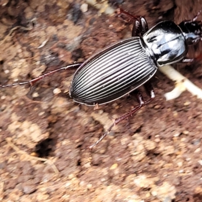 Pterostichini (tribe) (A Carabid beetle) at QPRC LGA - 20 Aug 2022 by trevorpreston