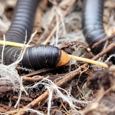 Spirobolida sp. (order) (Spirobolid millipede) at QPRC LGA - 20 Aug 2022 by trevorpreston