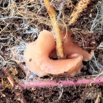 Australoplana alba (A flatworm) at QPRC LGA - 20 Aug 2022 by trevorpreston