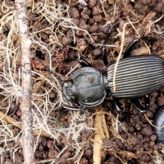 Cardiothorax monarensis (Darkling beetle) at Krawarree, NSW - 20 Aug 2022 by trevorpreston