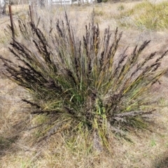 Gahnia subaequiglumis (Bog Saw-sedge) at Ballalaba, NSW - 20 Aug 2022 by trevorpreston